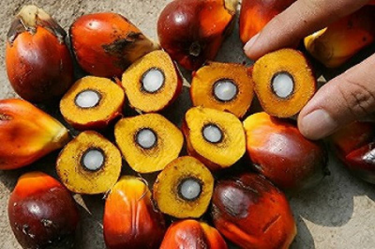 Harga TBS Sawit di Kalbar Periode Awal September 2025 Naik, Tembus Rp3.439 per Kg