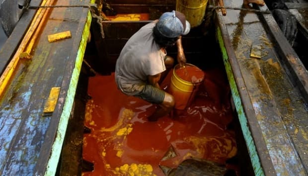 Harga CPO di KPBN Naik, Bursa Malaysia Ikut Menguat: Sinyal Positif untuk Industri Sawit